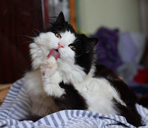 кот - портрет, кот, отдых - оригинал