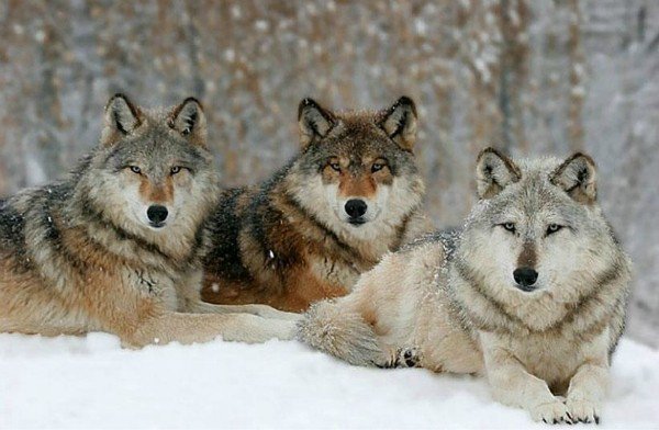 волки - хищник, лес, зима, семья, животные - оригинал