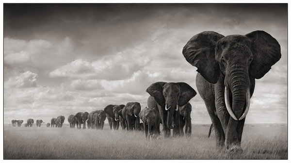 Слоны - африка, животные - оригинал