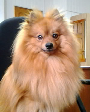 тота 4 - оригинал