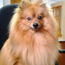 Схема вышивки «тота 4»