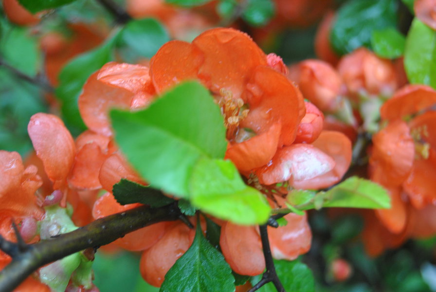 Айва - оригинал