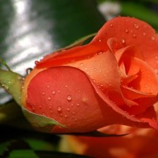 Схема вышивки «№237074»