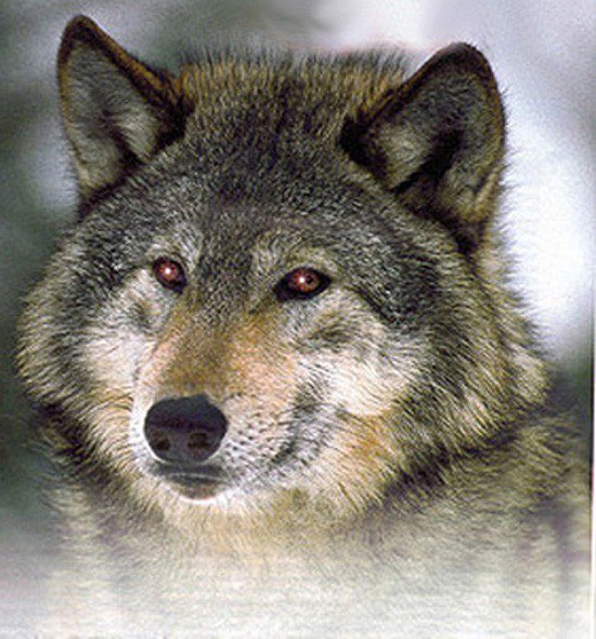 №237175 - оригинал