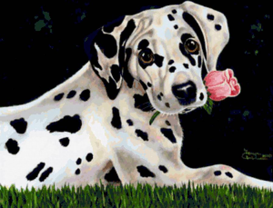 Долматин с розой - собаки, роза, животные, цветок, розы, долматин, собака - предпросмотр