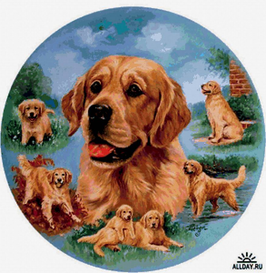 Собаки - предпросмотр