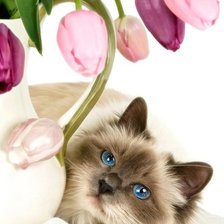 Оригинал схемы вышивки «Котёнок и тюльпаны» (№237457)