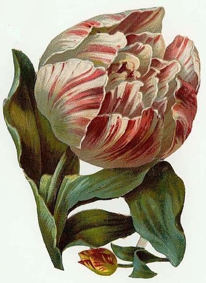 Тюльпан - оригинал