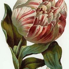 Схема вышивки «Тюльпан»