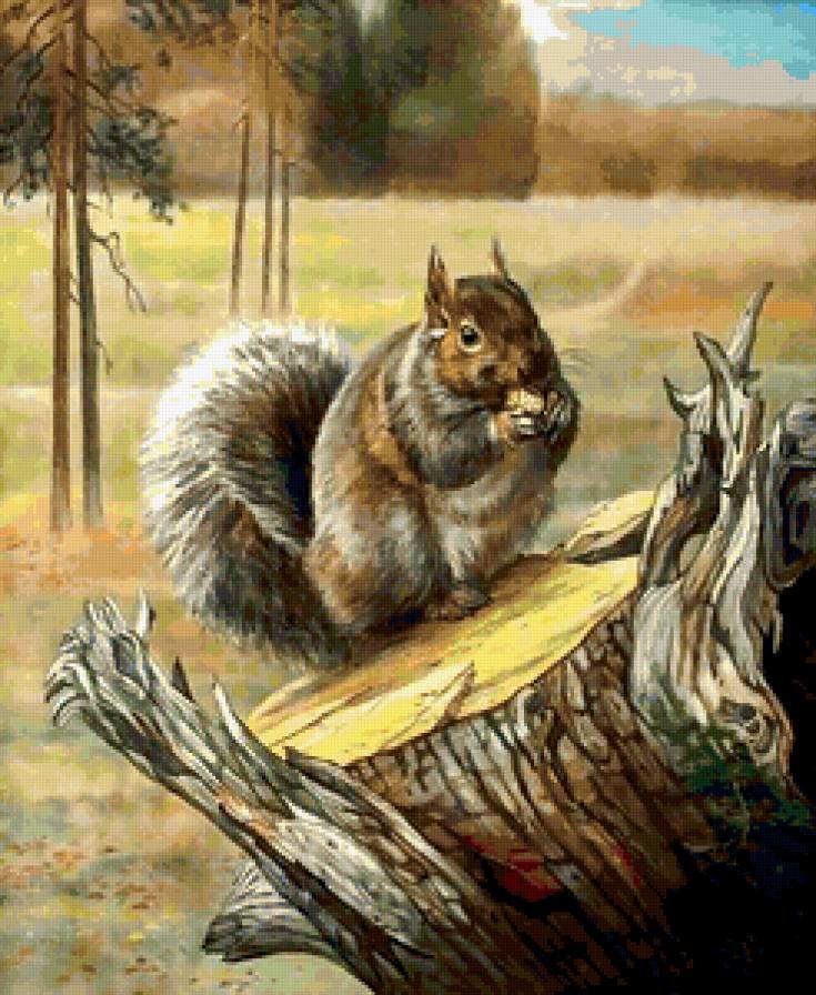 Белочка - лес, белка, природа - предпросмотр