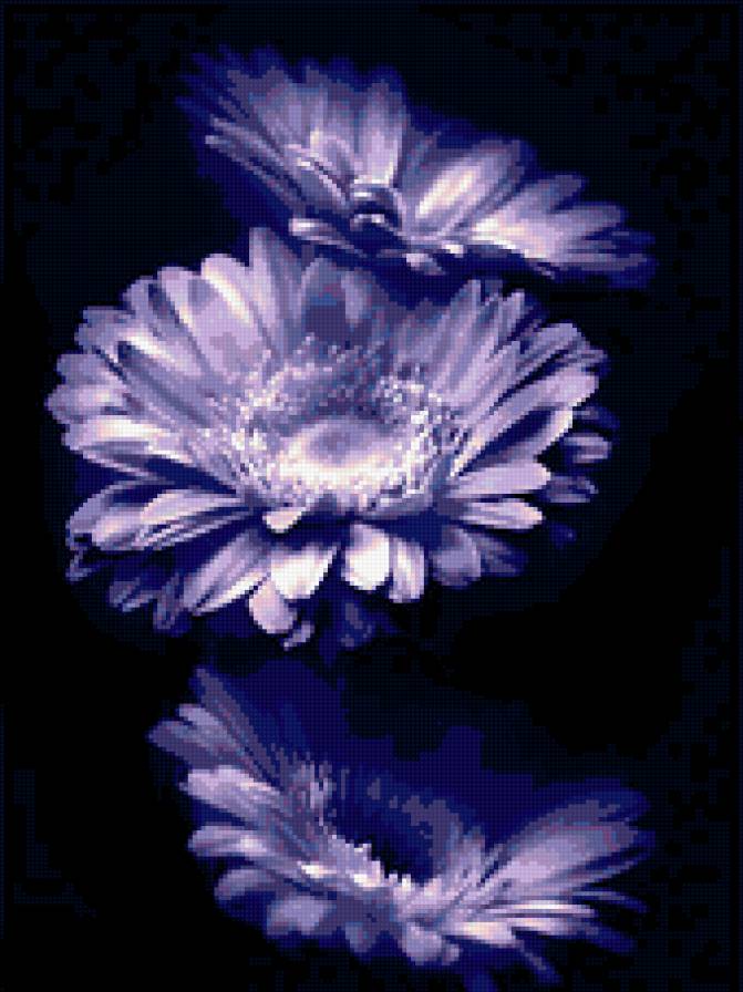 Синяя календула - цветы - предпросмотр