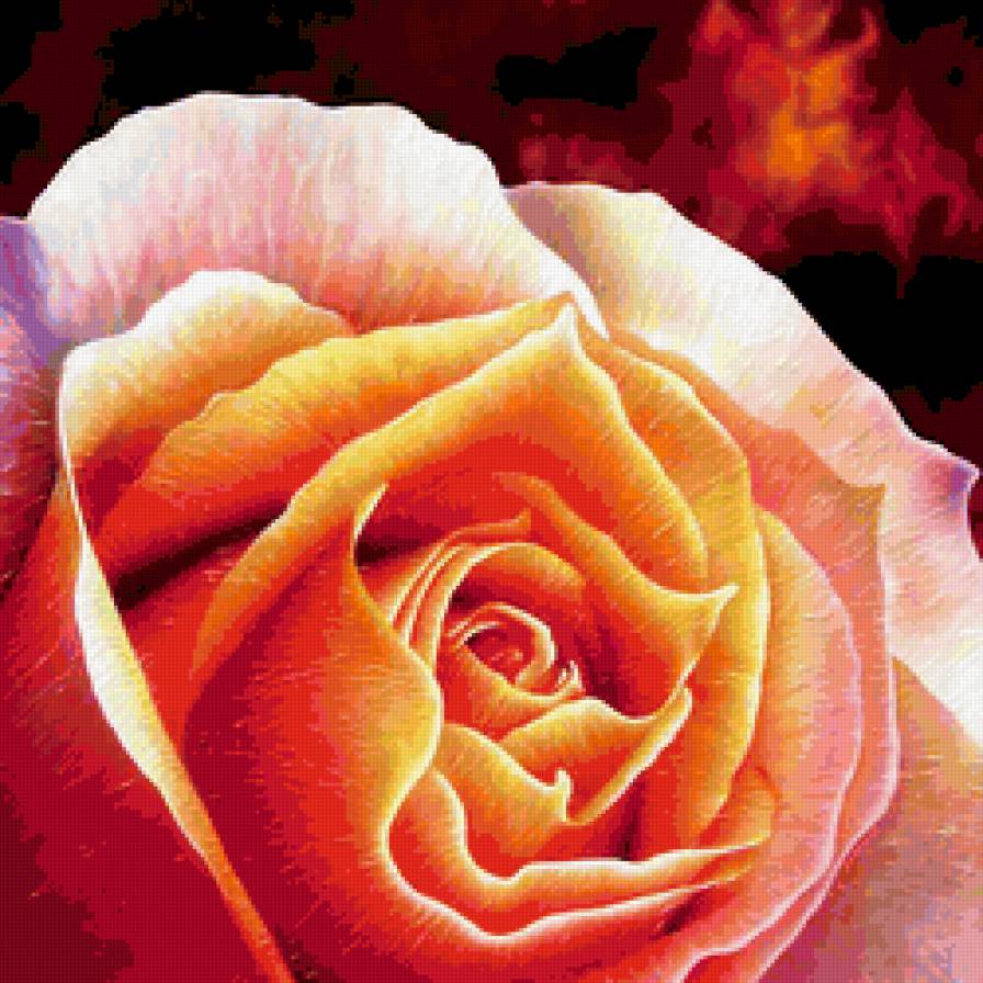 подушка - великолепие розы - роза, макро, цветок, подушка - предпросмотр