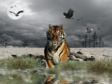 Tigris - оригинал