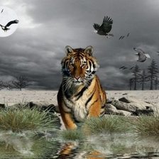 Схема вышивки «Tigris»