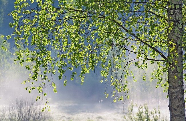 Пейзаж - природа, пейзажи - оригинал