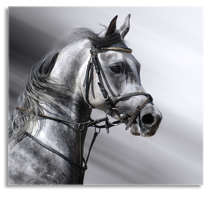 ló portré - оригинал
