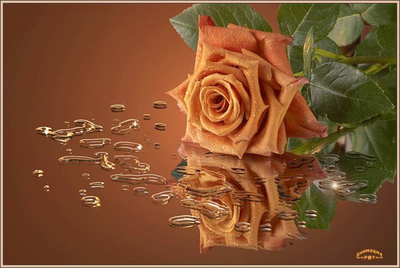 Отражение - цветы - оригинал