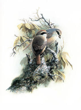 №238185 - оригинал