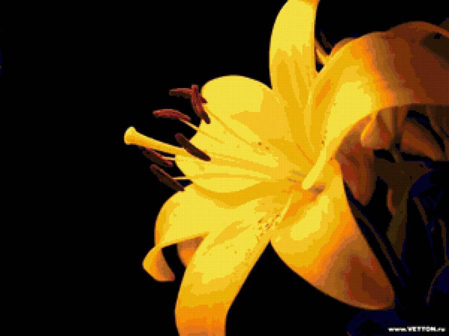 Лилия - на черном, цветы - предпросмотр