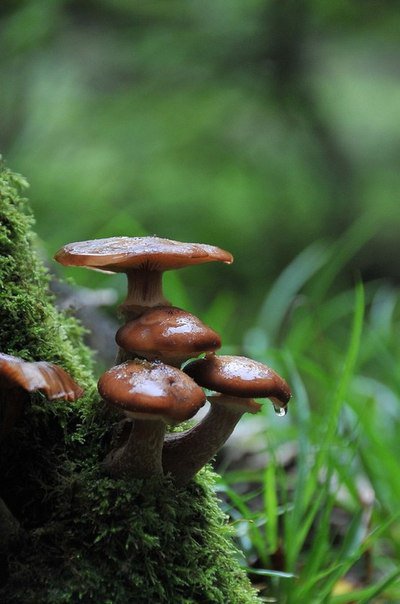 Грибы - трава, лес, грибы - оригинал