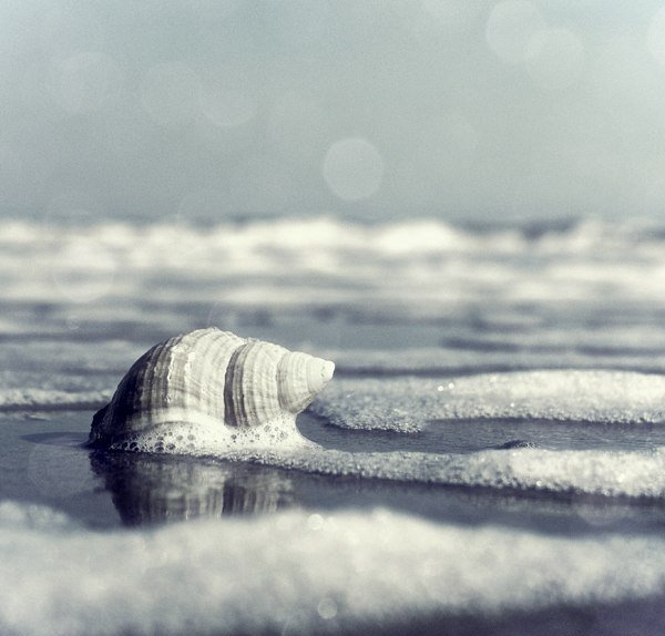 Море - песок, ракушка, воре - оригинал