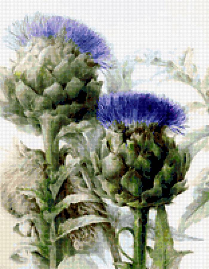 чертополох - цветок - предпросмотр