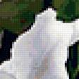 Предпросмотр схемы вышивки «Белые лилии» (№238642)