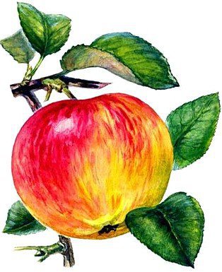 Яблоко - яблоко - оригинал