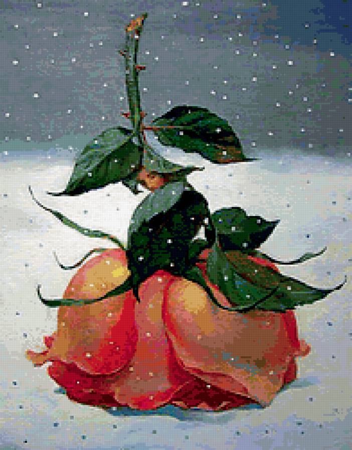 Роза на снегу - роза, снег - предпросмотр