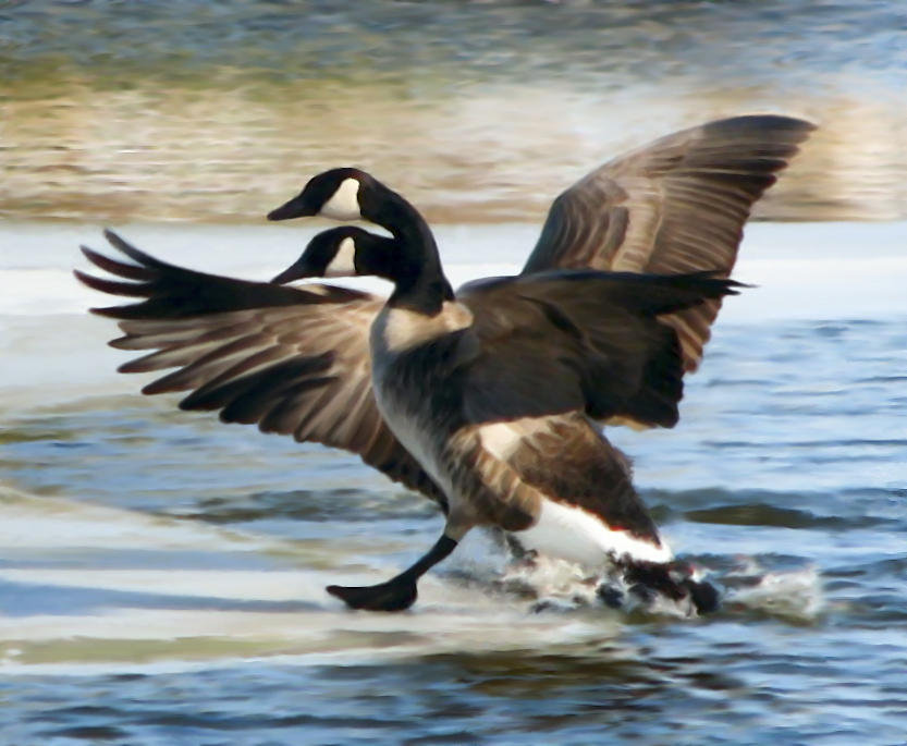 Vadmadarak - оригинал