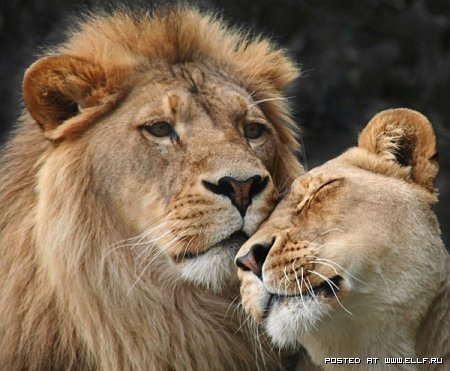 ЦАРЬ И ЦАРИЦА - самец, лев, животные, хищники, львы, самка, любовь - оригинал