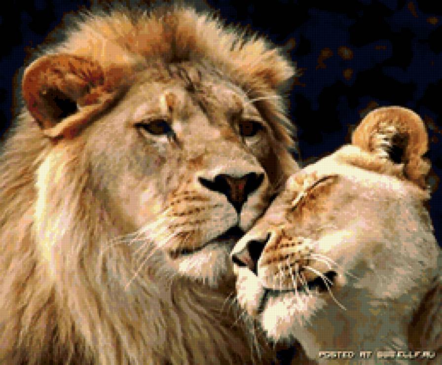 ЦАРЬ И ЦАРИЦА - лев, животные, львы, хищники, любовь, самец, самка - предпросмотр