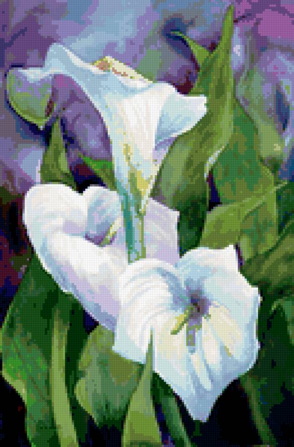 букет калл - цветы каллы - предпросмотр