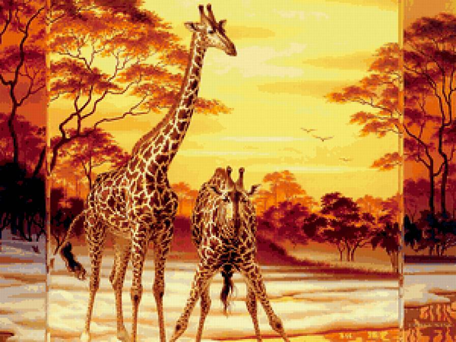 Жирафы - предпросмотр