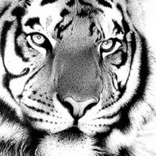Оригинал схемы вышивки «fehér tigris» (№239005)