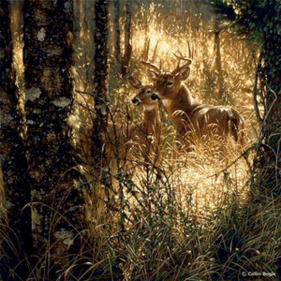 Олени - предпросмотр