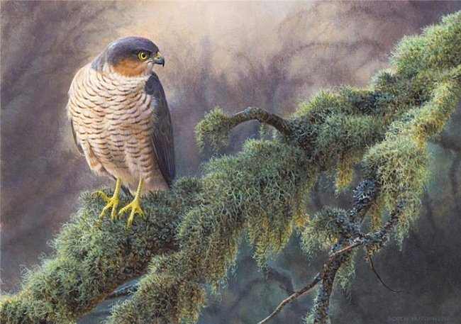 Птица - оригинал