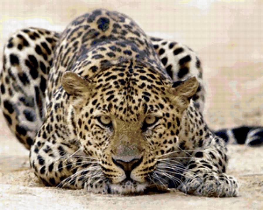 Киса)) - предпросмотр