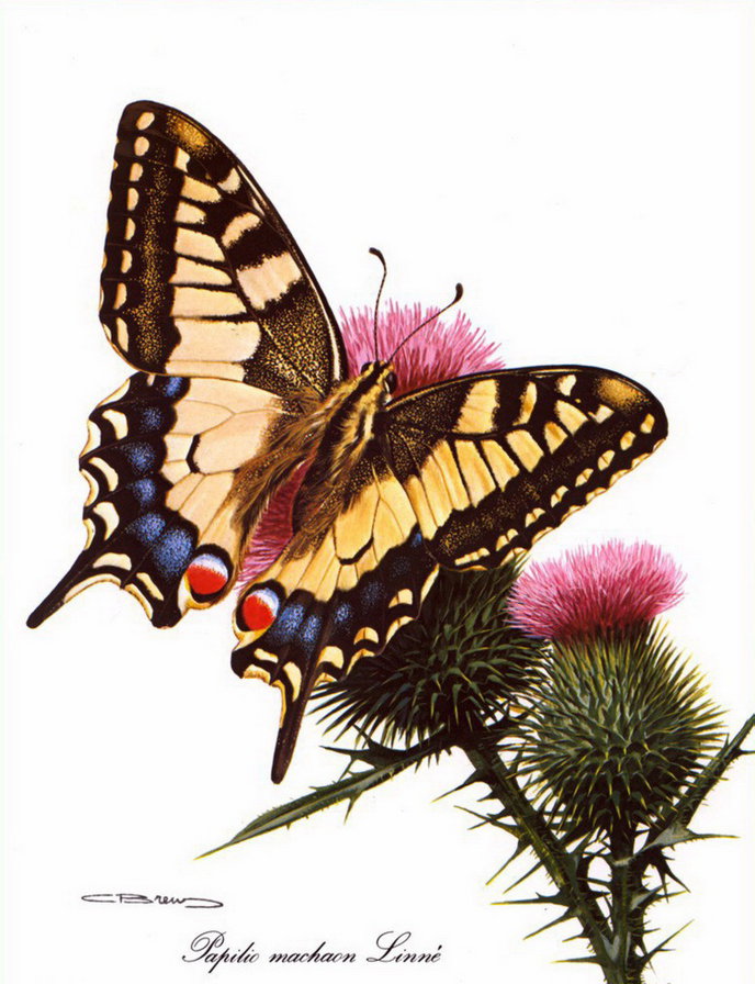 Бабочка и чертополох - оригинал