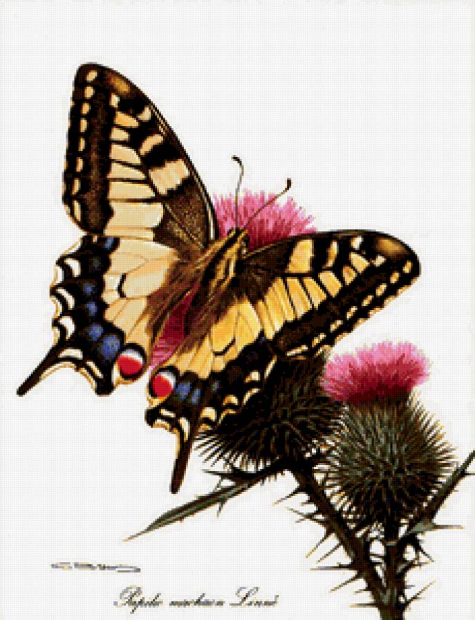 Бабочка и чертополох - предпросмотр