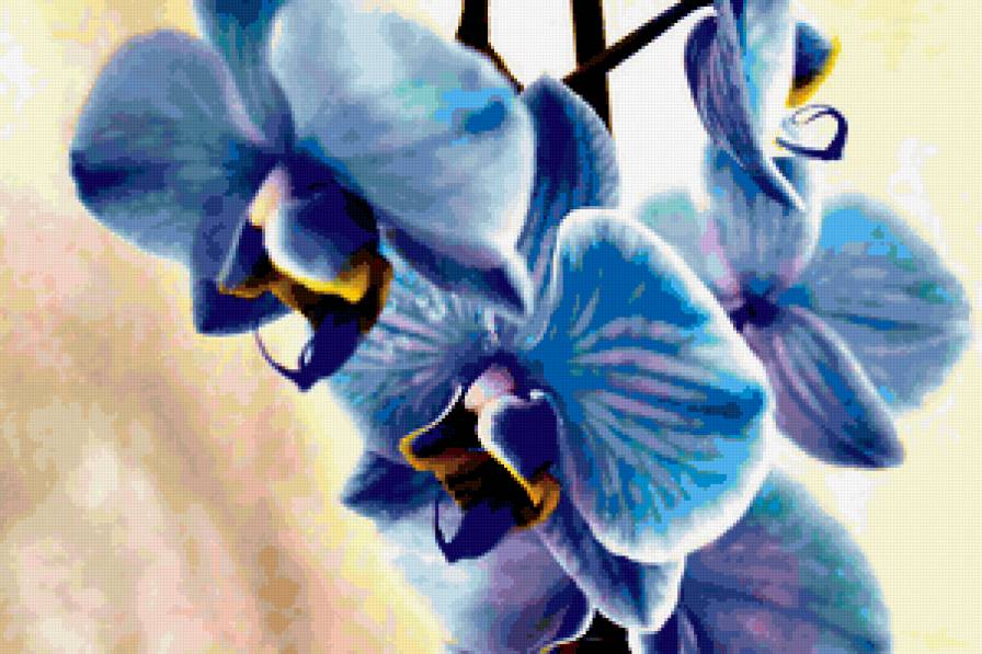 СИНЯЯ ОРХИДЕЯ - цветы, орхидея - предпросмотр