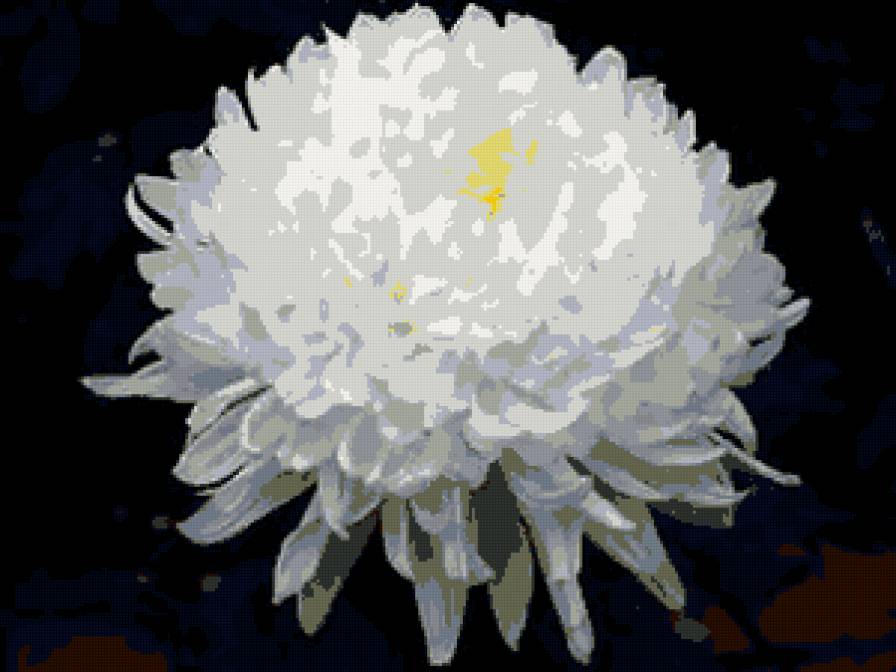 Хризантема. - цветы, хризантемы. - предпросмотр