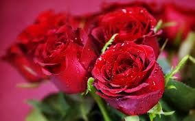 Розы. - цветы, розы. - оригинал