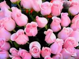 розовые розы. - розы, цветы. - оригинал