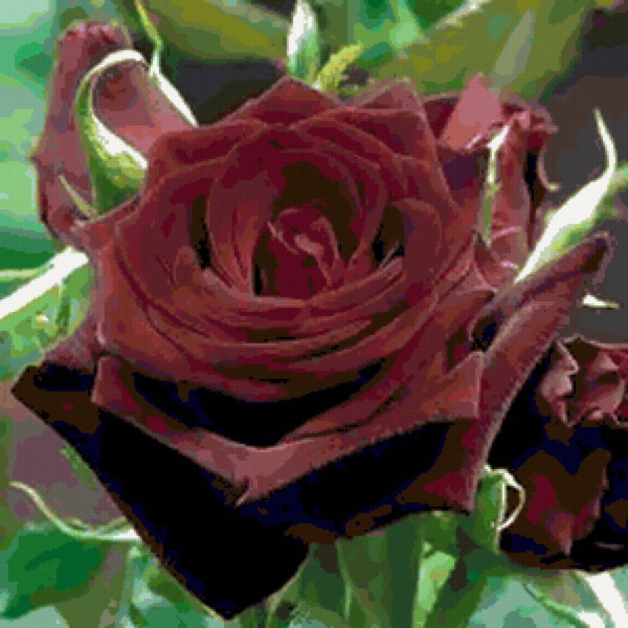 Шеколадная роза. - розы, цветы. - предпросмотр