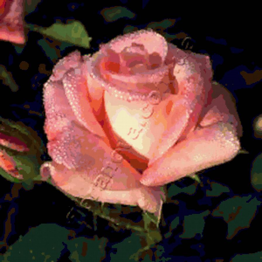 Нежность. - розы, цветы. - предпросмотр