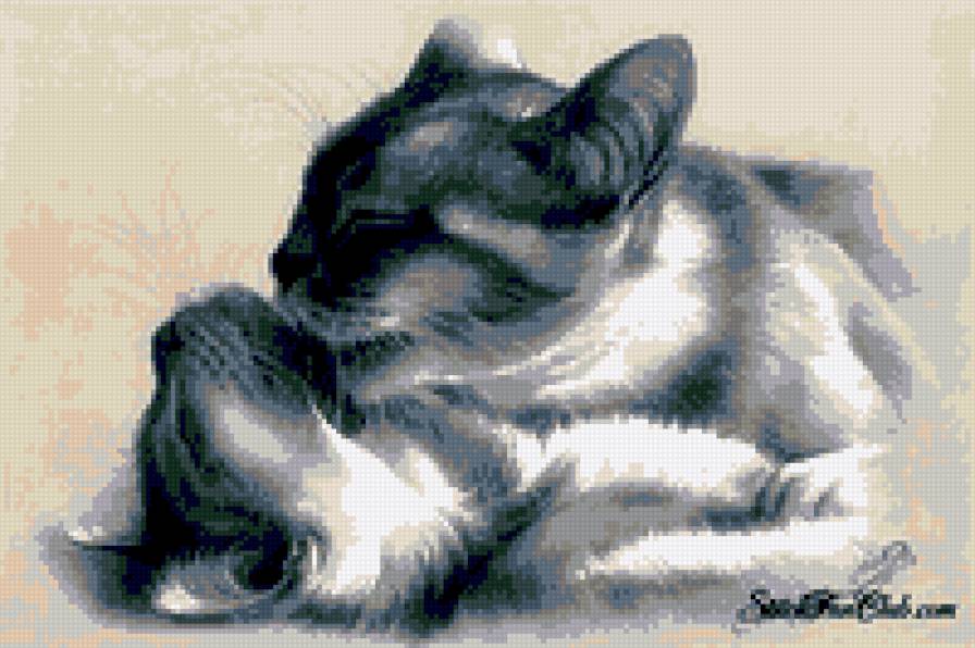 cicák - предпросмотр