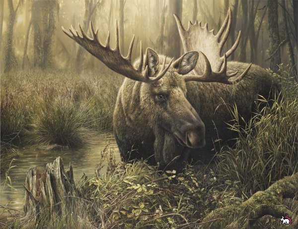 Лось. - лось., животные - оригинал
