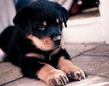 Схема вышивки «shenok»