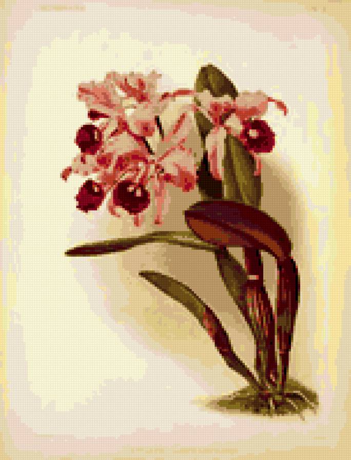 орхидеи - цветы орхидеи - предпросмотр